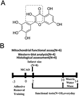 Graphical abstract: Myricetin ameliorates brain injury and neurological deficits via Nrf2 activation after experimental stroke in middle-aged rats