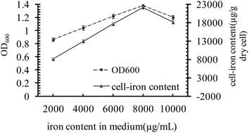 Graphical abstract: Effects of Fe-YM1504 on iron deficiency anemia in rats