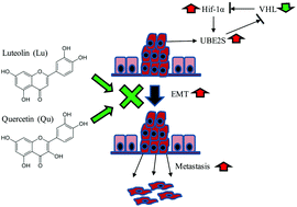 Graphical abstract: Dietary flavonoids, luteolin and quercetin, inhibit invasion of cervical cancer by reduction of UBE2S through epithelial–mesenchymal transition signaling