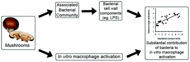 Graphical abstract: Bacterial components are the major contributors to the macrophage stimulating activity exhibited by extracts of common edible mushrooms