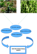 Graphical abstract: Phenolic compounds and biological effects of edible Rumex scutatus and Pseudosempervivum sempervivum: potential sources of natural agents with health benefits