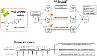 Graphical abstract: Dietary supplement based on stilbenes: a focus on gut microbial metabolism by the in vitro simulator M-SHIME®