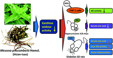 Graphical abstract: Hypouricemic effects of Mesona procumbens Hemsl. through modulating xanthine oxidase activity in vitro and in vivo