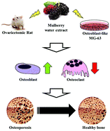 Graphical abstract: Mulberry water extract regulates the osteoblast/osteoclast balance in an ovariectomic rat model