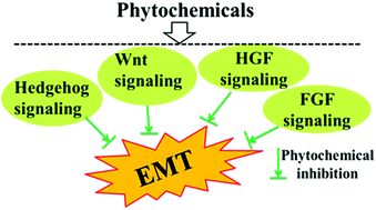 Graphical abstract: Role of phytochemicals in the inhibition of epithelial–mesenchymal transition in cancer metastasis