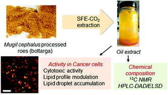 Graphical abstract: Mugil cephalus roe oil obtained by supercritical fluid extraction affects the lipid profile and viability in cancer HeLa and B16F10 cells