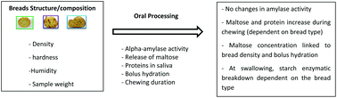 Graphical abstract: Chewing bread: impact on alpha-amylase secretion and oral digestion