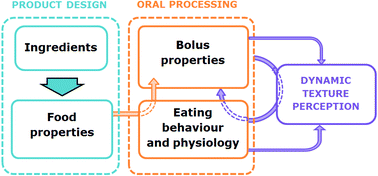 Graphical abstract: Bolus matters: the influence of food oral breakdown on dynamic texture perception