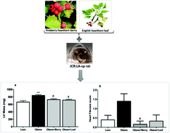 Graphical abstract: Hypolipidemic and cardioprotective benefits of a novel fireberry hawthorn fruit extract in the JCR:LA-cp rodent model of dyslipidemia and cardiac dysfunction
