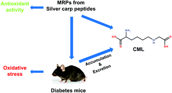 Graphical abstract: Antioxidant balance and accumulation of advanced glycation end products after the consumption of standard diets including Maillard reaction products from silver carp peptides