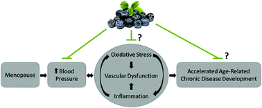 Graphical abstract: Effects of daily blueberry consumption on circulating biomarkers of oxidative stress, inflammation, and antioxidant defense in postmenopausal women with pre- and stage 1-hypertension: a randomized controlled trial
