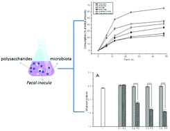 Graphical abstract: In vitro fermentation of mulberry fruit polysaccharides by human fecal inocula and impact on microbiota