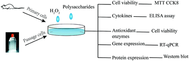 Graphical abstract: Review on cell models to evaluate the potential antioxidant activity of polysaccharides