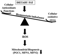 Graphical abstract: Dietary fat proportionately enhances oxidative stress and glucose intolerance followed by impaired expression of the genes associated with mitochondrial biogenesis