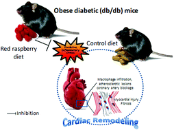 Graphical abstract: Red raspberry decreases heart biomarkers of cardiac remodeling associated with oxidative and inflammatory stress in obese diabetic db/db mice