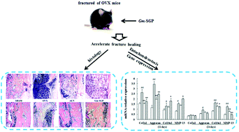 Graphical abstract: Sialoglycoprotein isolated from the eggs of Gadus morhua enhances fracture healing in osteoporotic mice