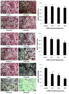 Graphical abstract: The anti-obesity effect of fermented barley extracts with Lactobacillus plantarum dy-1 and Saccharomyces cerevisiae in diet-induced obese rats
