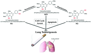 Graphical abstract: Dietary 5-demethylnobiletin inhibits cigarette carcinogen NNK-induced lung tumorigenesis in mice
