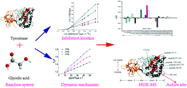 Graphical abstract: Mechanism and kinetics of tyrosinase inhibition by glycolic acid: a study using conventional spectroscopy methods and hydrogen/deuterium exchange coupling with mass spectrometry