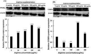 Graphical abstract: The effect of arginine on the Wnt/β-catenin signaling pathway during porcine intramuscular preadipocyte differentiation