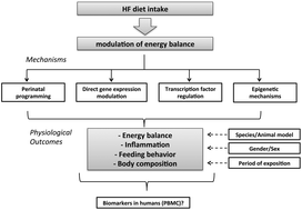 Graphical abstract: Gene expression modulation of lipid and central energetic metabolism related genes by high-fat diet intake in the main homeostatic tissues