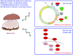 Graphical abstract: New insights into the molecular mechanism of Boletus edulis ribonucleic acid fraction (BE3) concerning antiproliferative activity on human colon cancer cells