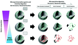 Graphical abstract: Use of imaging techniques to identify efficient controlled release systems of Lactobacillus rhamnosus GG during in vitro digestion