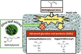 Graphical abstract: Olive leaf extract concentrated in hydroxytyrosol attenuates protein carbonylation and the formation of advanced glycation end products in a hepatic cell line (HepG2)