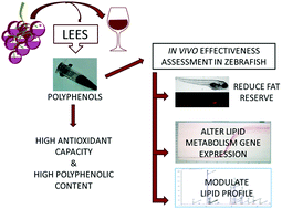 Graphical abstract: Wine lees modulate lipid metabolism and induce fatty acid remodelling in zebrafish