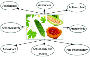 Graphical abstract: Momordica charantia: a popular health-promoting vegetable with multifunctionality