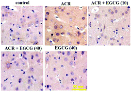 Graphical abstract: Epigallocatechin-3-gallate attenuates cerebral cortex damage and promotes brain regeneration in acrylamide-treated rats