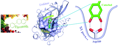 Graphical abstract: A structural mechanism of flavonoids in inhibiting serine proteases