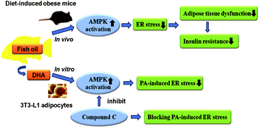 Graphical abstract: Fish oil supplementation inhibits endoplasmic reticulum stress and improves insulin resistance: involvement of AMP-activated protein kinase