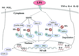 Graphical abstract: Flavonoids from sea buckthorn inhibit the lipopolysaccharide-induced inflammatory response in RAW264.7 macrophages through the MAPK and NF-κB pathways