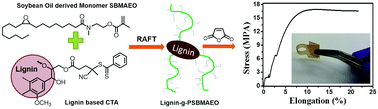 Graphical abstract: Lignin and soy oil-derived polymeric biocomposites by “grafting from” RAFT polymerization