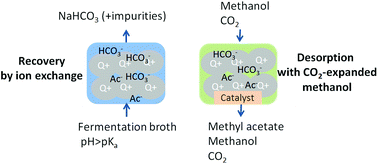 Graphical abstract: Recovery and esterification of aqueous carboxylates by using CO2-expanded alcohols with anion exchange