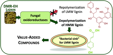 Graphical abstract: Lignin depolymerization by fungal secretomes and a microbial sink