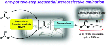 Graphical abstract: Stereoselective amination of racemic sec-alcohols through sequential application of laccases and transaminases