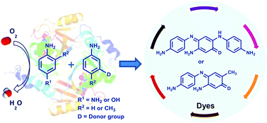 Graphical abstract: Eco-friendly synthesis of indo dyes mediated by a bacterial laccase