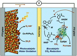 Graphical abstract: Enzymatic photosynthesis of formate from carbon dioxide coupled with highly efficient photoelectrochemical regeneration of nicotinamide cofactors