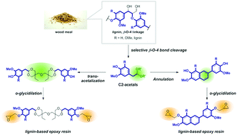 Graphical abstract: Construction of the di(trimethylolpropane) cross linkage and the phenylnaphthalene structure coupled with selective β-O-4 bond cleavage for synthesizing lignin-based epoxy resins with a controlled glass transition temperature