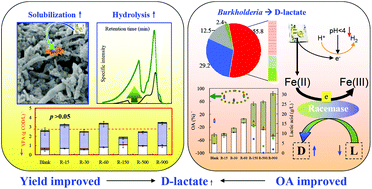 Graphical abstract: Enrichment of d-lactic acid from organic wastes catalyzed by zero-valent iron: an approach for sustainable lactate isomerization