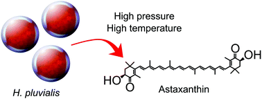 Graphical abstract: Hydrothermal disruption of algae cells for astaxanthin extraction