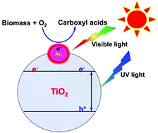 Graphical abstract: Highly selective photocatalytic oxidation of biomass-derived chemicals to carboxyl compounds over Au/TiO2