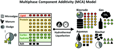 Graphical abstract: Quantitative multiphase model for hydrothermal liquefaction of algal biomass