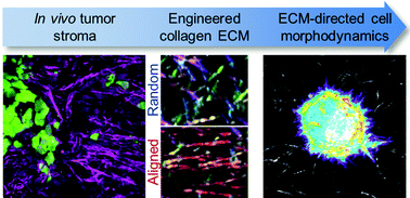 Graphical abstract: Local extracellular matrix alignment directs cellular protrusion dynamics and migration through Rac1 and FAK