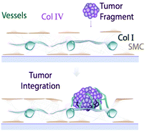 Graphical abstract: Self-assembly of vascularized tissue to support tumor explants in vitro