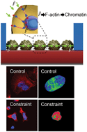 Graphical abstract: Modulation of collective cell behaviour by geometrical constraints