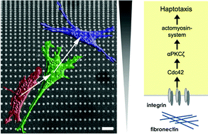 Graphical abstract: Actomyosin contractility and RhoGTPases affect cell-polarity and directional migration during haptotaxis