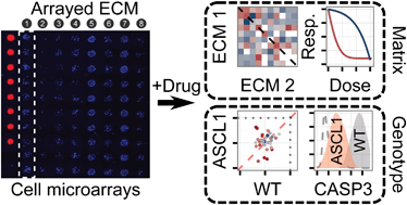 Graphical abstract: Mapping lung tumor cell drug responses as a function of matrix context and genotype using cell microarrays